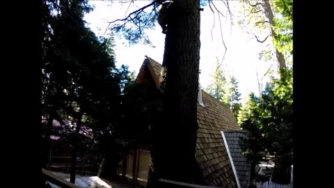 Bear Descends tree, Almost Knocks Camera Down!!