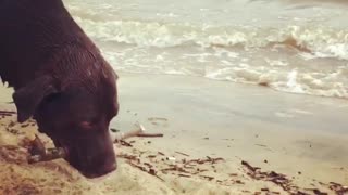 Brown dog shaking water off of it in slow mo