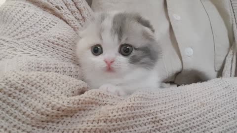 short leg kitten white