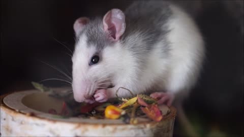 Rat eting cheese