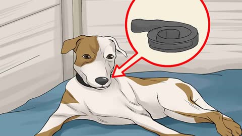 How to Handle a Mother Dog Refusing to Stay w/Her Puppies