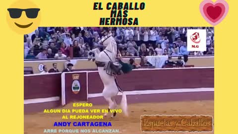 HERMOSO CABALLO