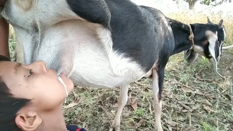 Boy drinking goat milk