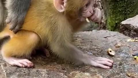 cute baby monkey