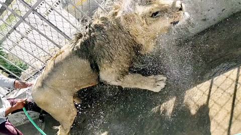 Lion Taking Shower Bath