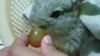 Feeding Grapes to my cute bunny