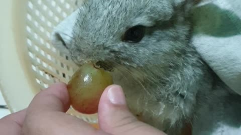 Feeding Grapes to my cute bunny