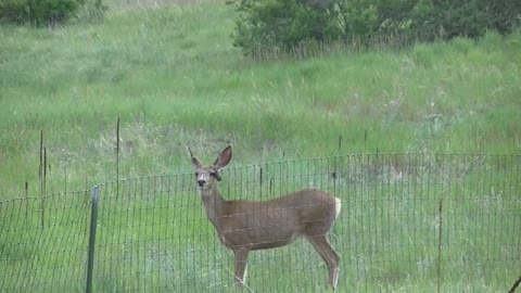 Deer With Broken Antler, Runs and Jumps.