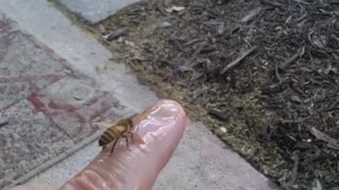 Pet honey bee