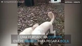 Cães se chocam no ar ao tentar pegar a bola