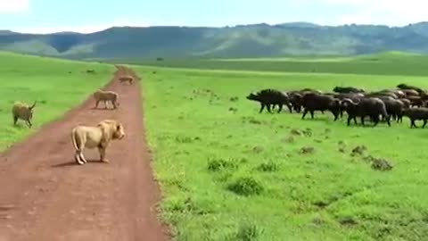Herd of buffalos attack on lions!