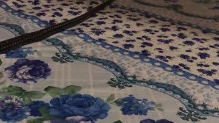 Girl Discovers a Large Snake on Her Bed