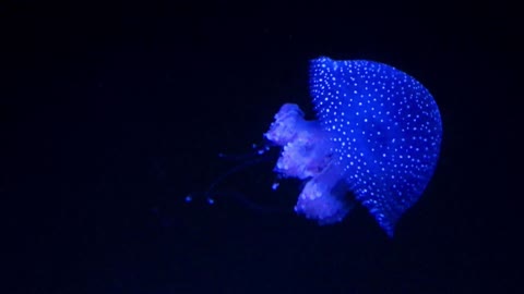 Jellyfish Shining In Dark Water