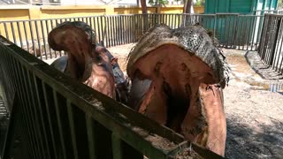 Hungry Big Hippo Family At Zoo
