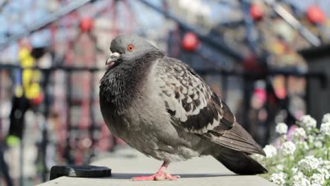 Gray Bird waits owner in street