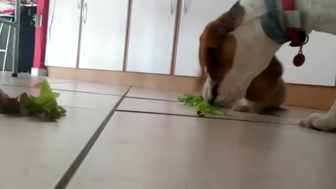 Adorable Beagle tries to steal lettuce from Rabbits