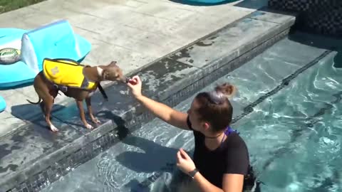 Tips To Make Your Dog Swim