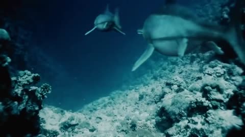 Top Documentary - Ancient Sea Creatures - Ocean Monsters