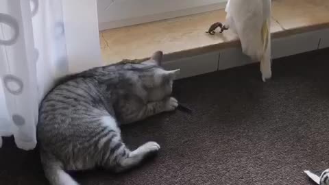 Cockatoo takes revenge on Cat