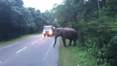 wild elephant polonnaruwa sri lanka