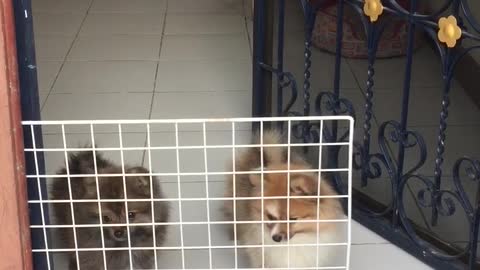 Two Silly Dogs Believe They Are Fenced In