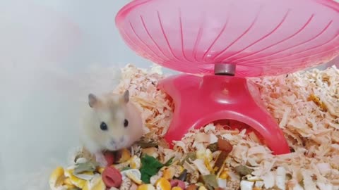 a flower-eating hamster