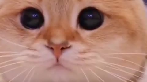 The cat that broke the internet with cuteness