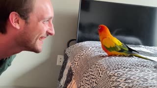 Parrot plays hide and seek with dad