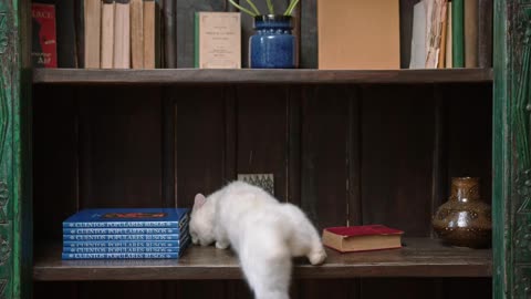 A cat jumping on the book shelves
