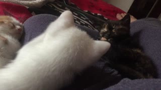 Two Tiny Kittens On My Lap, Big Blue Kitty Eyes