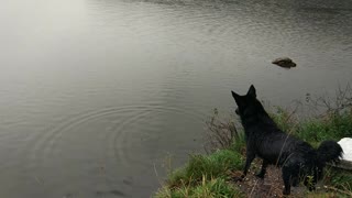 black dog jumping into the river