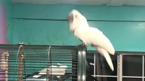 Dancing cockatoo breaks it down for the camera