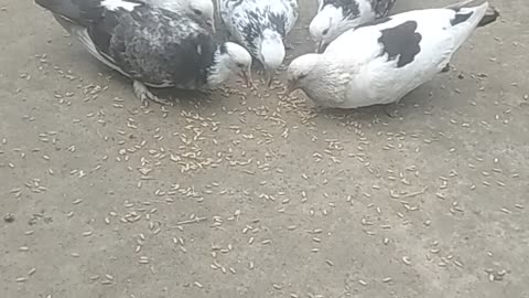 Pigeon food time