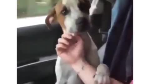 Dog's reaction to getting adopted.