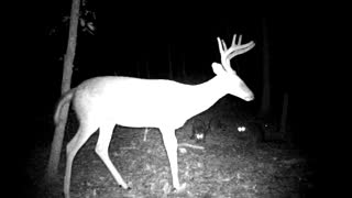 Trail camera