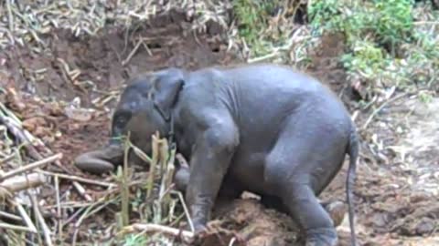 Adorable baby elephant enjoying playtime