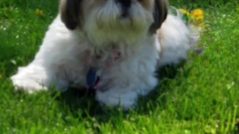 Rosie The Shihtzu Poses For The Camera