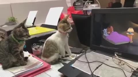 yt1s.com - Amazing Video of Two Cats Watching Tom Jerry_360p
