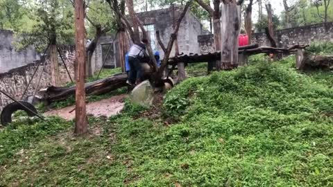 New Footage Of Million Dollar Panda Stuck In Tree