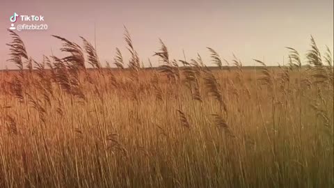 Reeds dancing in the wind