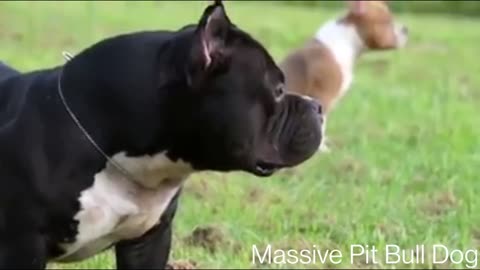 Massive Pitbulls Dog