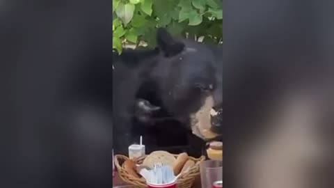 Wild bear turns up at 2 year-old’s birthday party