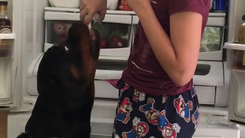 Rottweilers Have Sweet Tooth For Whipped Cream