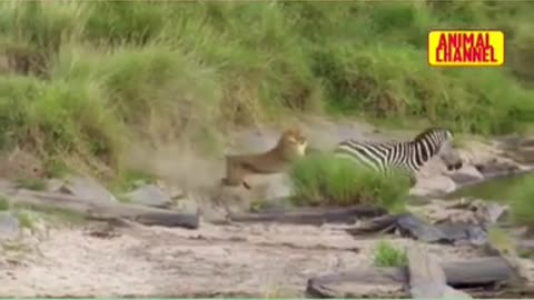 Lion attack Dangerous video