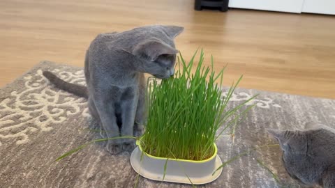 Kitten Monty & Missy Fresh ORGANIC Cat Grass Experience! 🌿😺