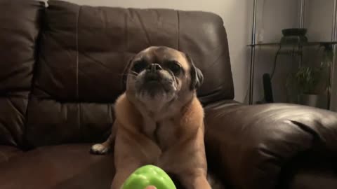 Epic howl-off between a pug and a labrador