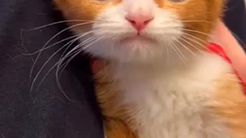 Beautiful cat 🐈 trending video