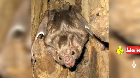 White winged vampire bat