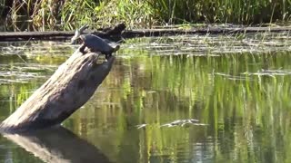 Turtle Time above and below water