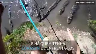 Crocodilos: os maiores répteis do mundo